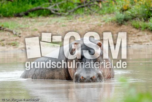 Flusspferd (62 von 104).jpg